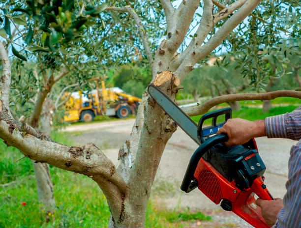 Tree Root Removal in Hurt, VA